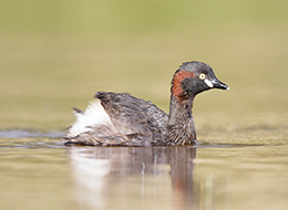 Australasian Grebe - Tachybaptus novaehollandiae